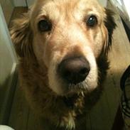 Golden retriever Balder