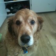 Golden retriever Balder