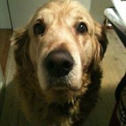 Golden retriever Balder