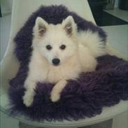 Japansk spids Tulleh