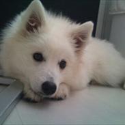 Japansk spids Tulleh