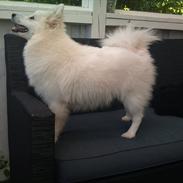 Japansk spids Tulleh