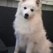 Japansk spids Tulleh