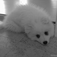 Japansk spids Tulleh