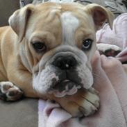 Engelsk bulldog Koma