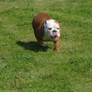 Engelsk bulldog Tala