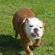Engelsk bulldog Tala