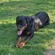 Rottweiler Paw