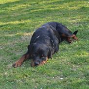 Rottweiler Paw