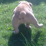 Engelsk bulldog Koma