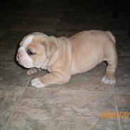 Engelsk bulldog Koma