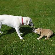 Engelsk bulldog Koma