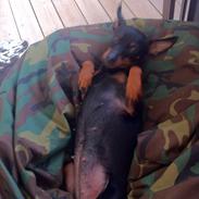 Dvaergpinscher Alfa