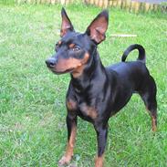 Dvaergpinscher Caras for ever Etoo