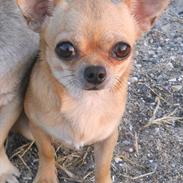 Chihuahua Mitzi
