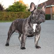 Fransk bulldog Skjoldhøj's All Like Xerxes   Caiser