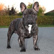 Fransk bulldog Skjoldhøj's All Like Xerxes   Caiser