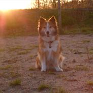 Islandsk fårehund Linus