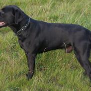 Labrador retriever Ballou