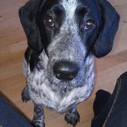 Blanding af racer cocker og labrador