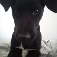 Blanding af racer Pax