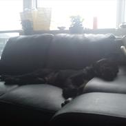 Blanding af racer Pax