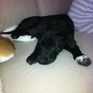 Blanding af racer Pax