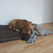 Bullmastiff Basse