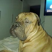 Bullmastiff Basse