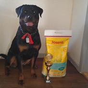 Rottweiler Kakestto's Fibie (05/05-10 - 03/09-14)