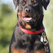 Rottweiler Kakestto's Fibie (05/05-10 - 03/09-14)