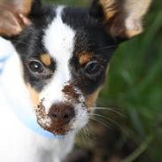 Blanding af racer Pepsi Jack