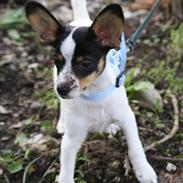 Blanding af racer Pepsi Jack