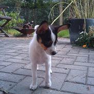 Blanding af racer Pepsi Jack