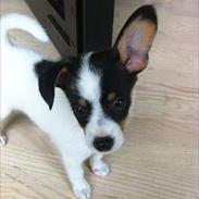 Blanding af racer Pepsi Jack