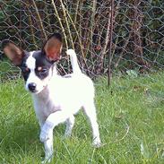 Blanding af racer Pepsi Jack