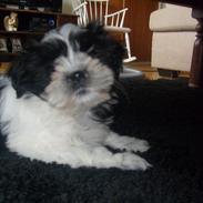 Shih tzu Charlie