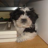 Shih tzu Charlie