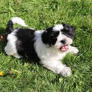 Shih tzu Charlie