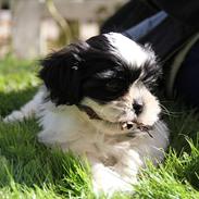 Shih tzu Charlie