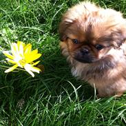 Blanding af racer Oscar