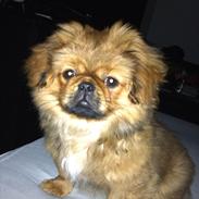 Blanding af racer Oscar