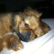 Blanding af racer Oscar