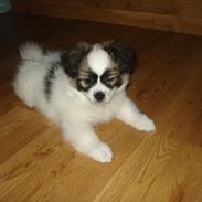 Papillon Nuser