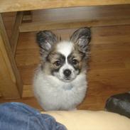 Papillon Nuser