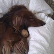 Dværggravhund Balle