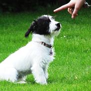 Blanding af racer Liva *hundii*