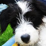 Blanding af racer Liva *hundii*