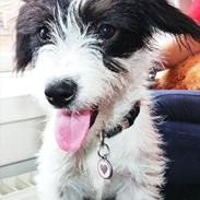 Blanding af racer Liva *hundii*