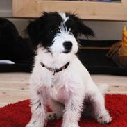 Blanding af racer Liva *hundii*